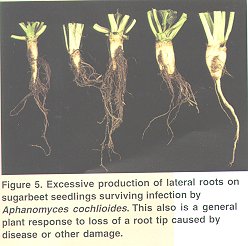 Identification and Control of Seedling Diseases, Root Rot, and ...